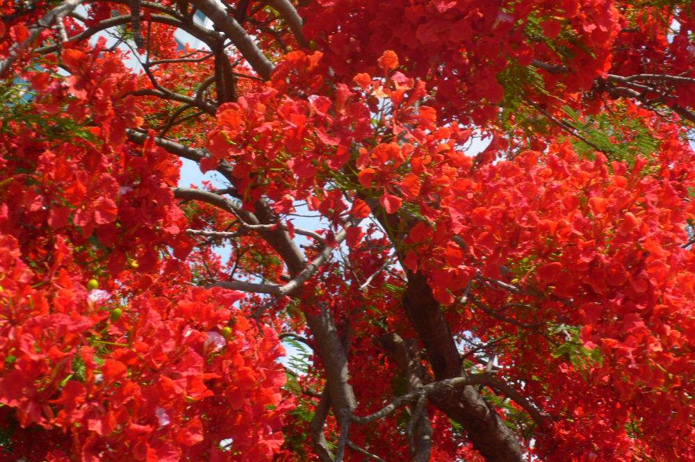 森林之焰（實景）