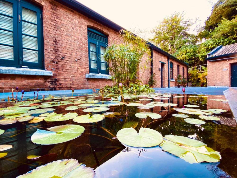 荷塘雲影伴小鴨（實景）