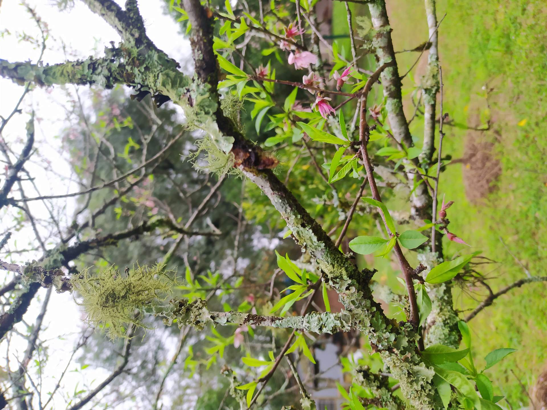 Natureza 1