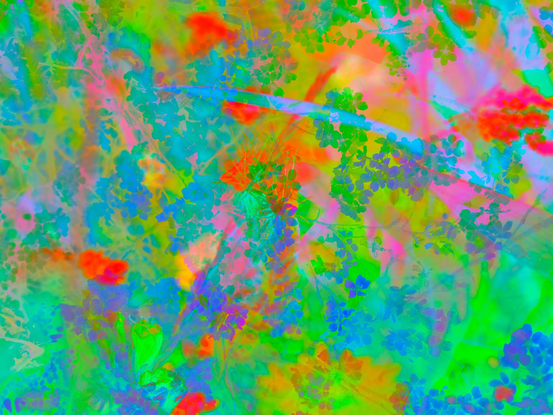 A digital collage, consisting of layers of photographic images of wild flowers and plants in an array of hyper-realistic colours. The dominating colours are green, blue and red.