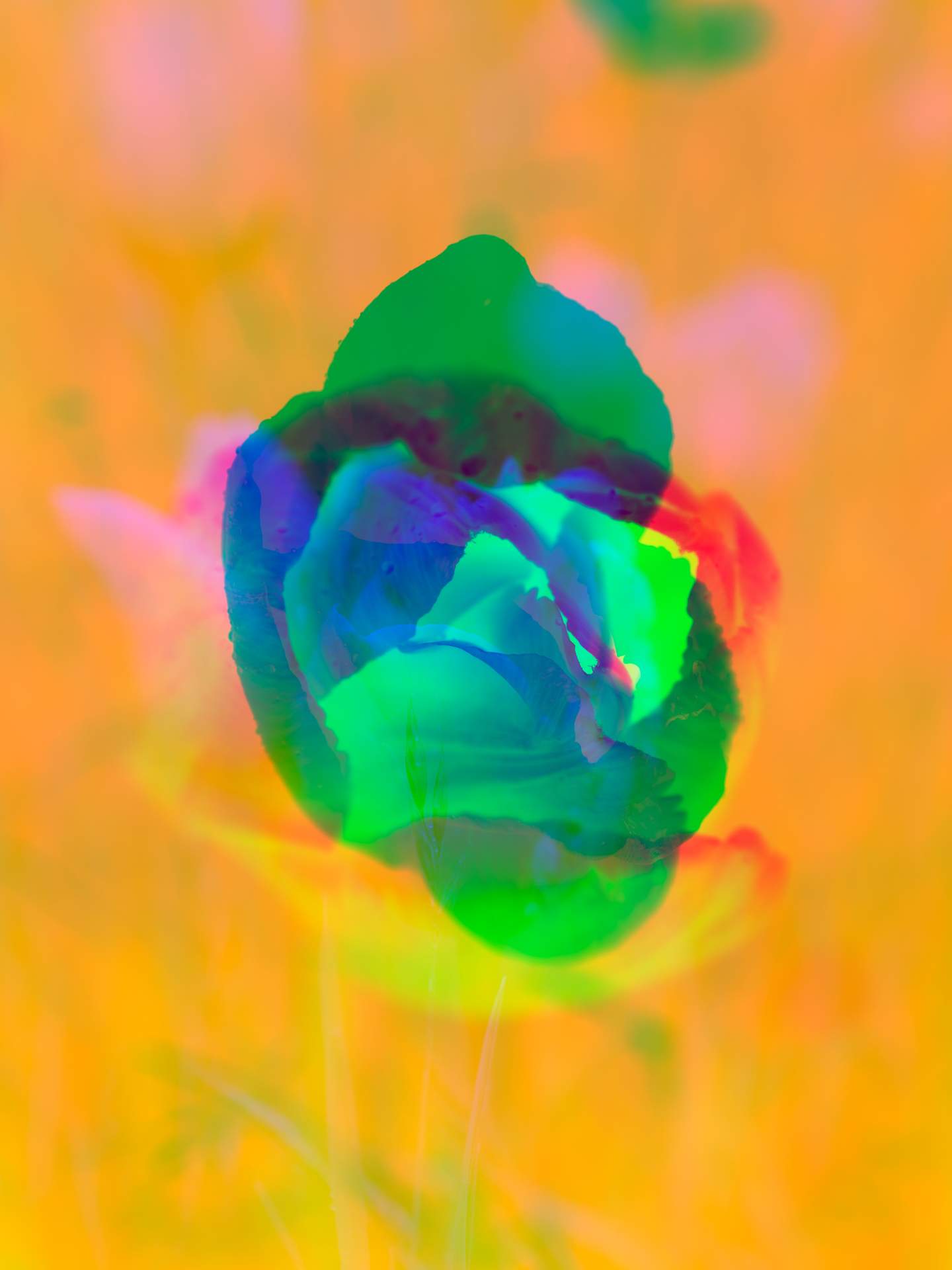 A digital collage, consisting of layers of photographic images in an array of hyper-realistic colours. Various photographs of flowers and plants can be seen colliding with each other. The image is dominated by the colour of yellow.