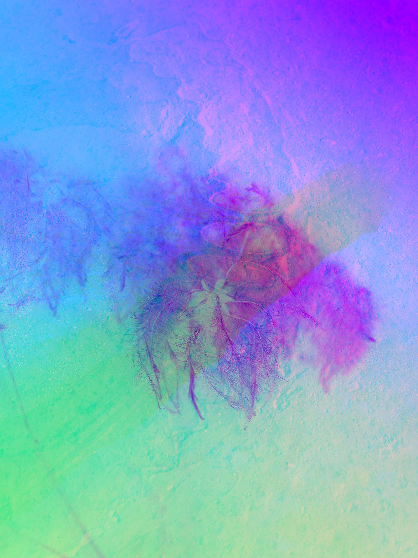 A digital collage consisting of multiple layers of photographs in an array of hyper-realistic colours. An inverted image of a flower can be seen in the centre, and behind this is the faint image of a fossil, covered by a thin mist.
