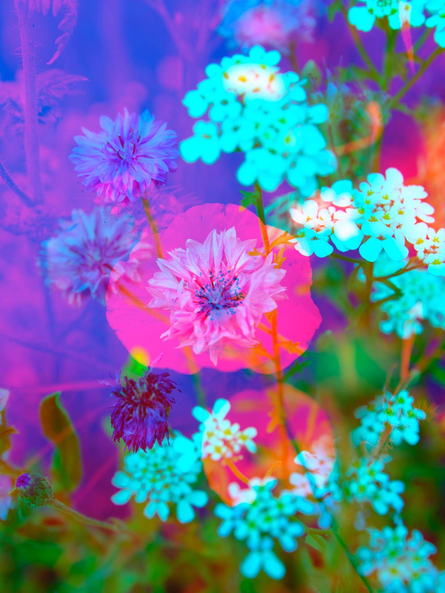 A digital collage, consisting of layers of photographic images in an array of hyper-realistic colours. The image of a poppy can be seen on top of multiple images of other wild flowers.