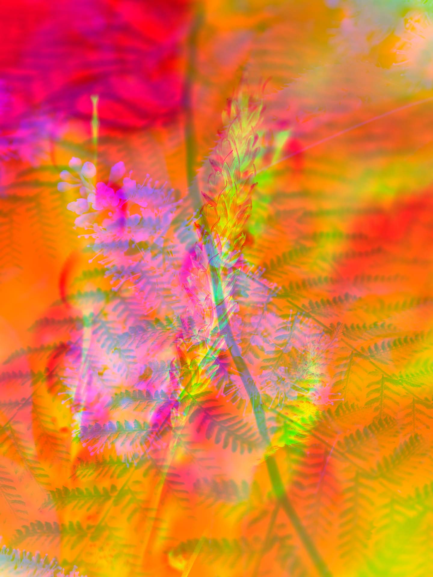 A collage of photographs in an array of hyper-realistic colours. Wheat grass can be seen in the foreground, while a close-up photograph of a fern can be seen in the background. 