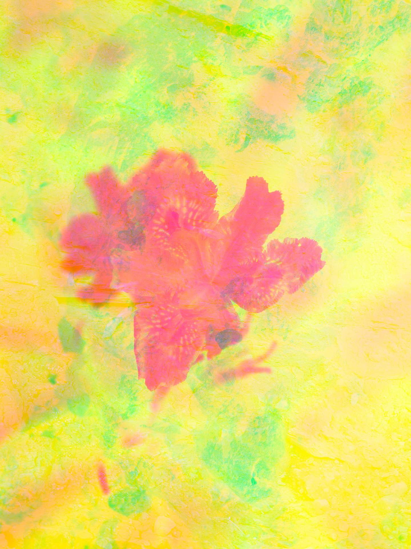 A collage of photographs in an array of hyper-realistic colours. A red flower can be seen in the foreground, and in the background is the abstracted photograph of a rocky landscape.