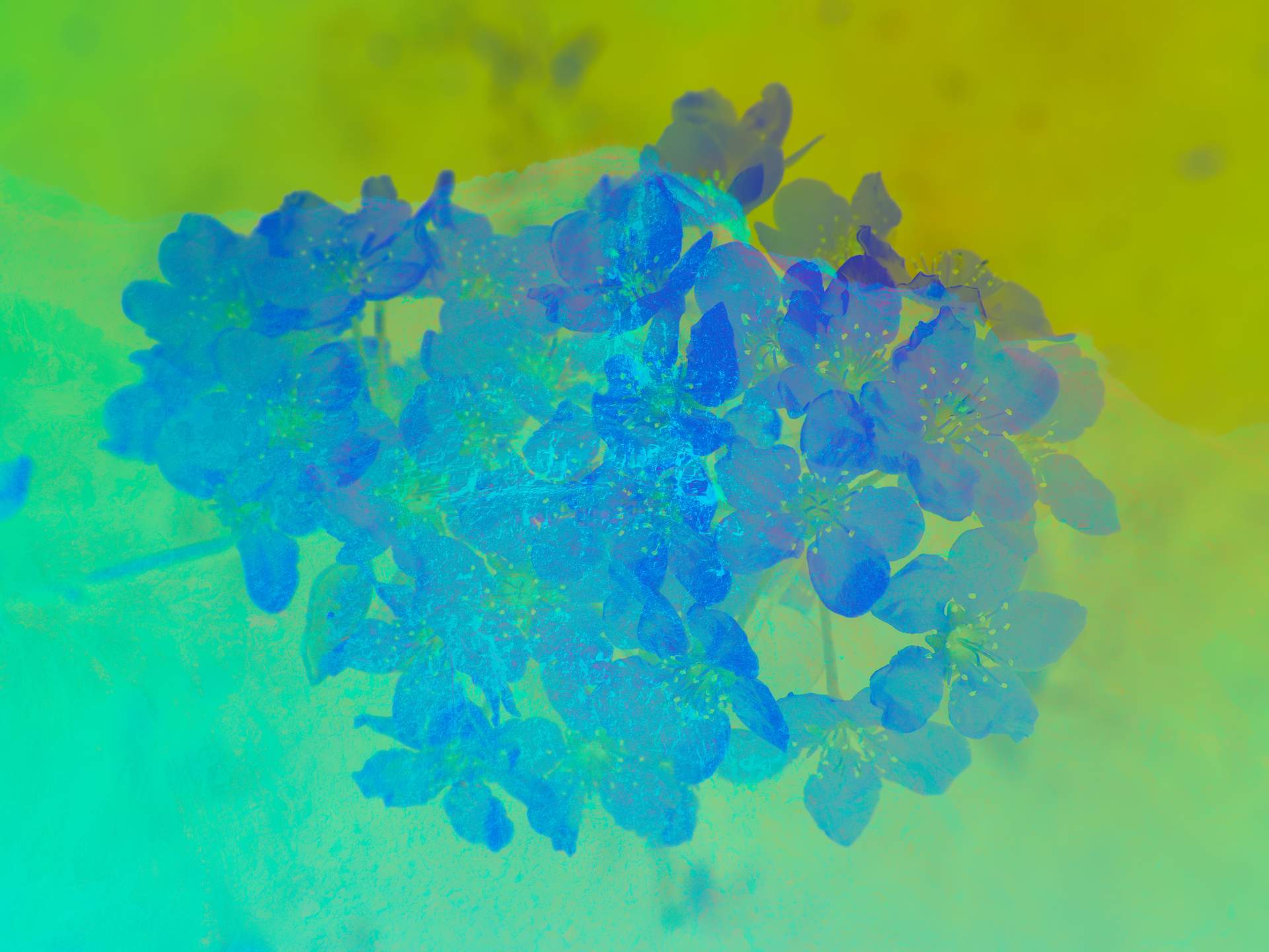 A digital collage, consisting of layers of photographic images in an array of hyper-realistic colours. The inverted image of a cherry blossom can be seen on top of a blurry, abstracted mountainous landscape.