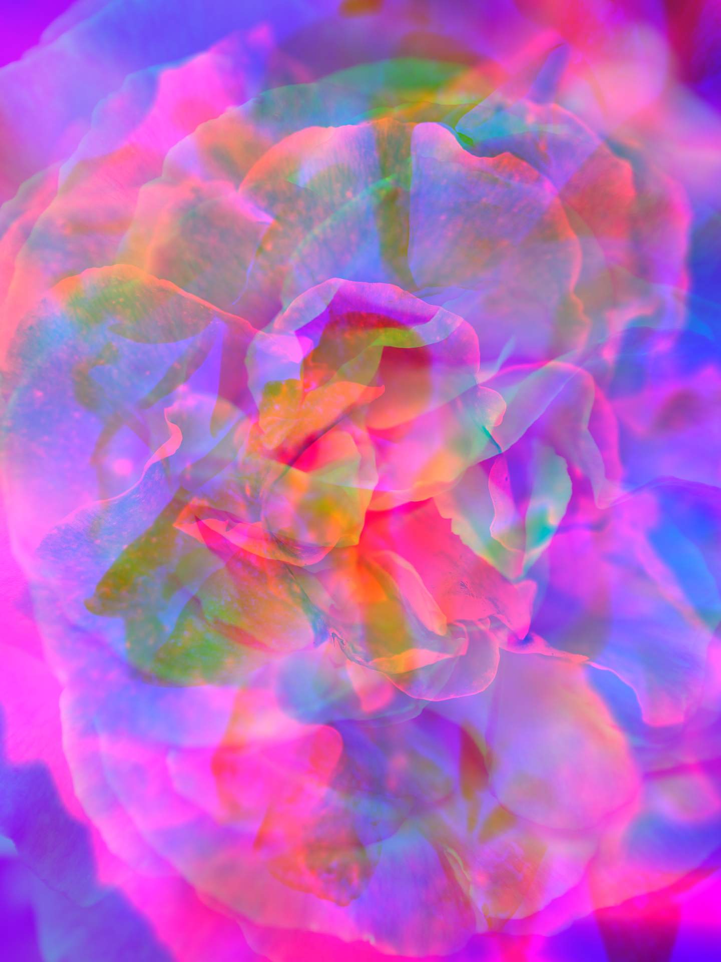 A digital collage, consisting of layers of photographic images in an array of hyper-realistic colours. Multiple close-up photographs of roses are layered on top of each other. The dominating colours are pink and blue.