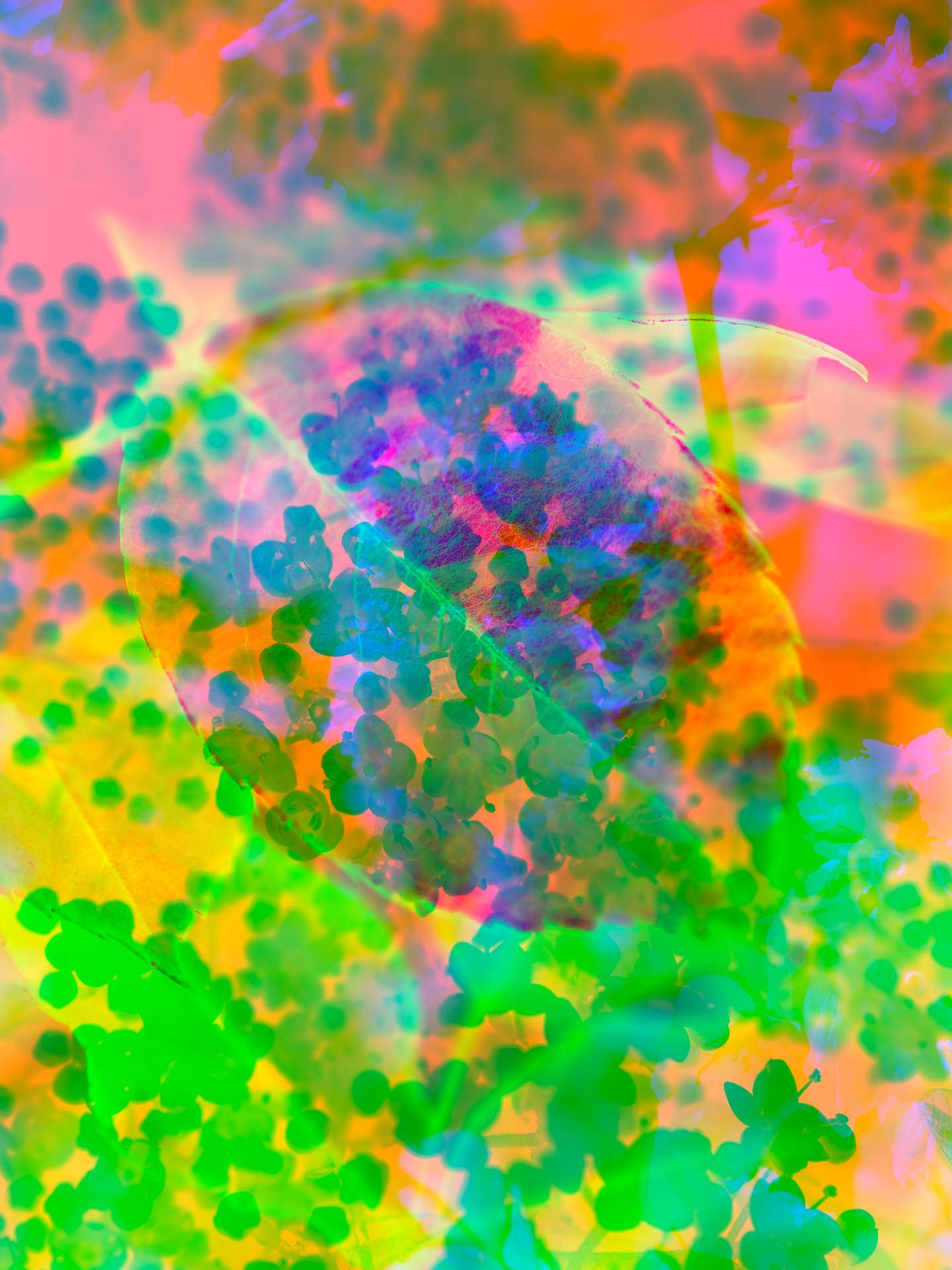 A collage of photographs in an array of hyper-realistic colours. A close-up photograph of a leaf can be seen in the foreground, and behind this is an inverted photograph of hundreds of small flowers.