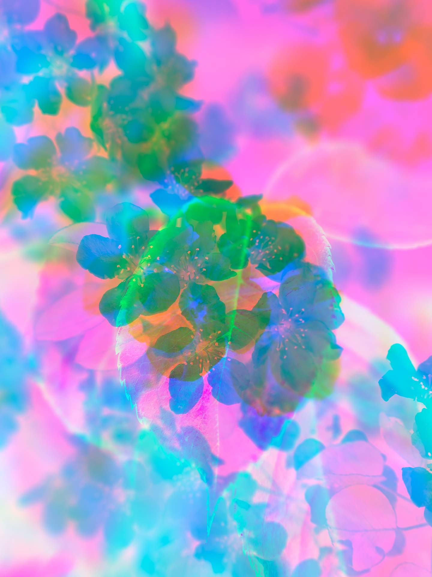 A digital collage, consisting of layers of photographic images in an array of hyper-realistic colours. The image of leaves, which have slightly-spiky edges, can be seen on top of an inverted close-up image of cherry blossom.