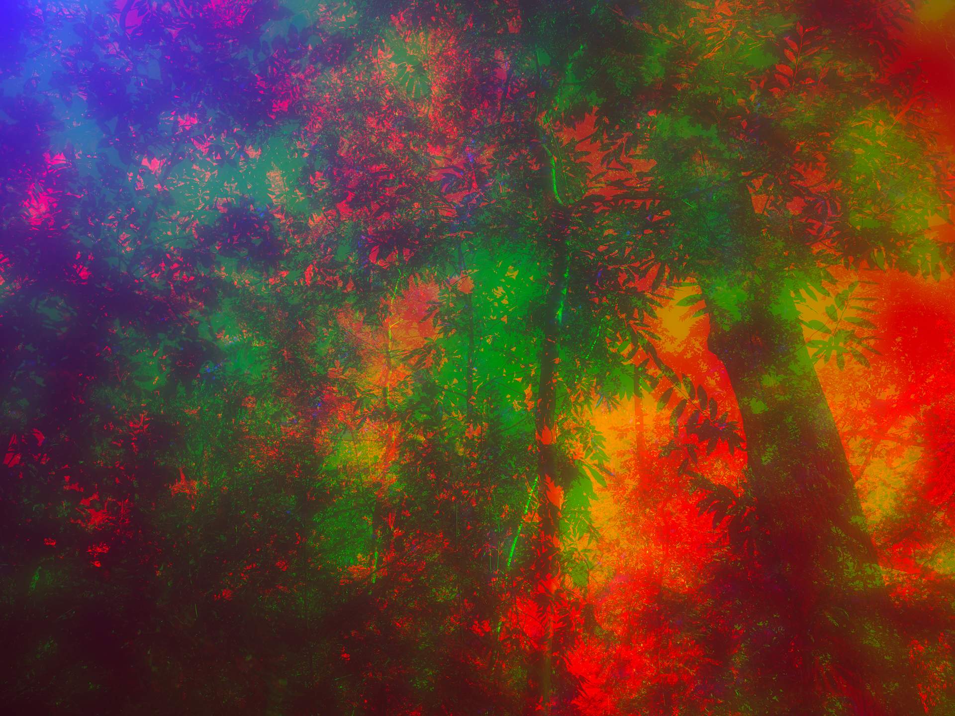 Layers of photographs of trees can be seen in an array of hyper-realistic colours.