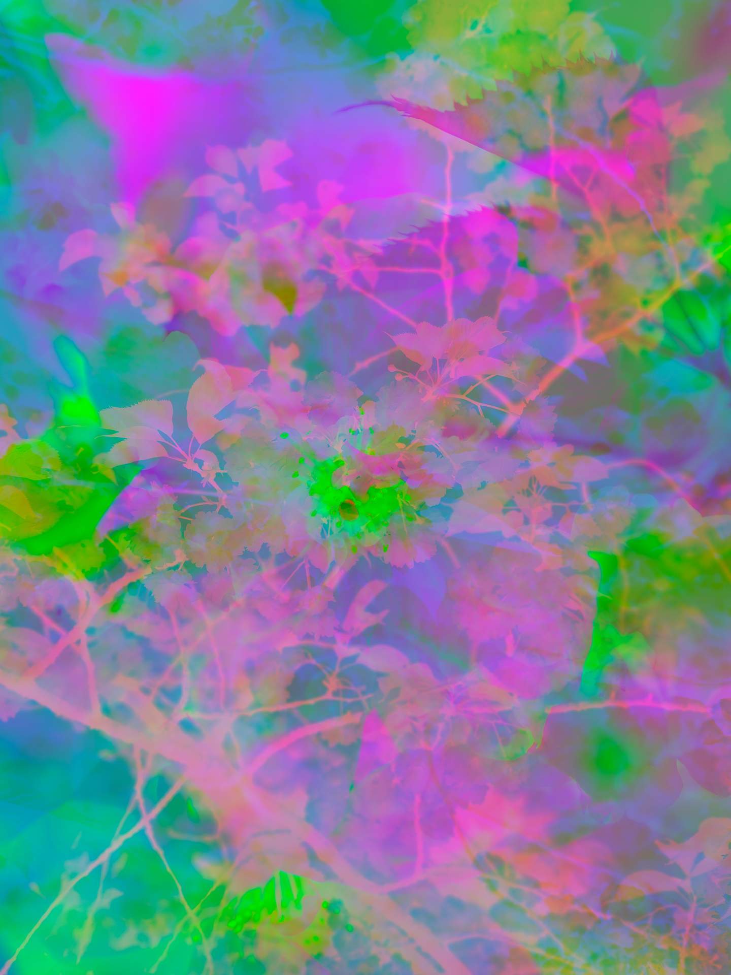 A digital collage, consisting of layers of photographic images in an array of hyper-realistic colours. Through the faint outline of a rose, cherry blossom can be seen. The dominating colours are pink and green.