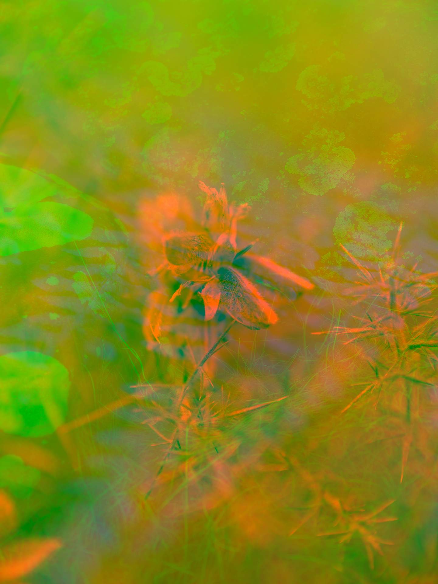 A collage of photographs in an array of hyper-realistic colours. A flower can be seen in the foreground, and behind this is a close-up image of rocks surrounded by fog.