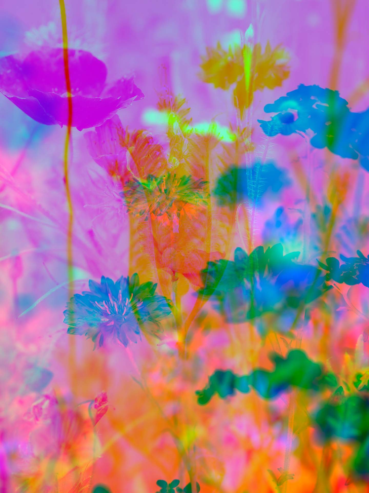 A digital collage, consisting of layers of photographic images of wild flowers and plants in an array of hyper-realistic colours. The scene is dominated by pink, orange and blue colours.