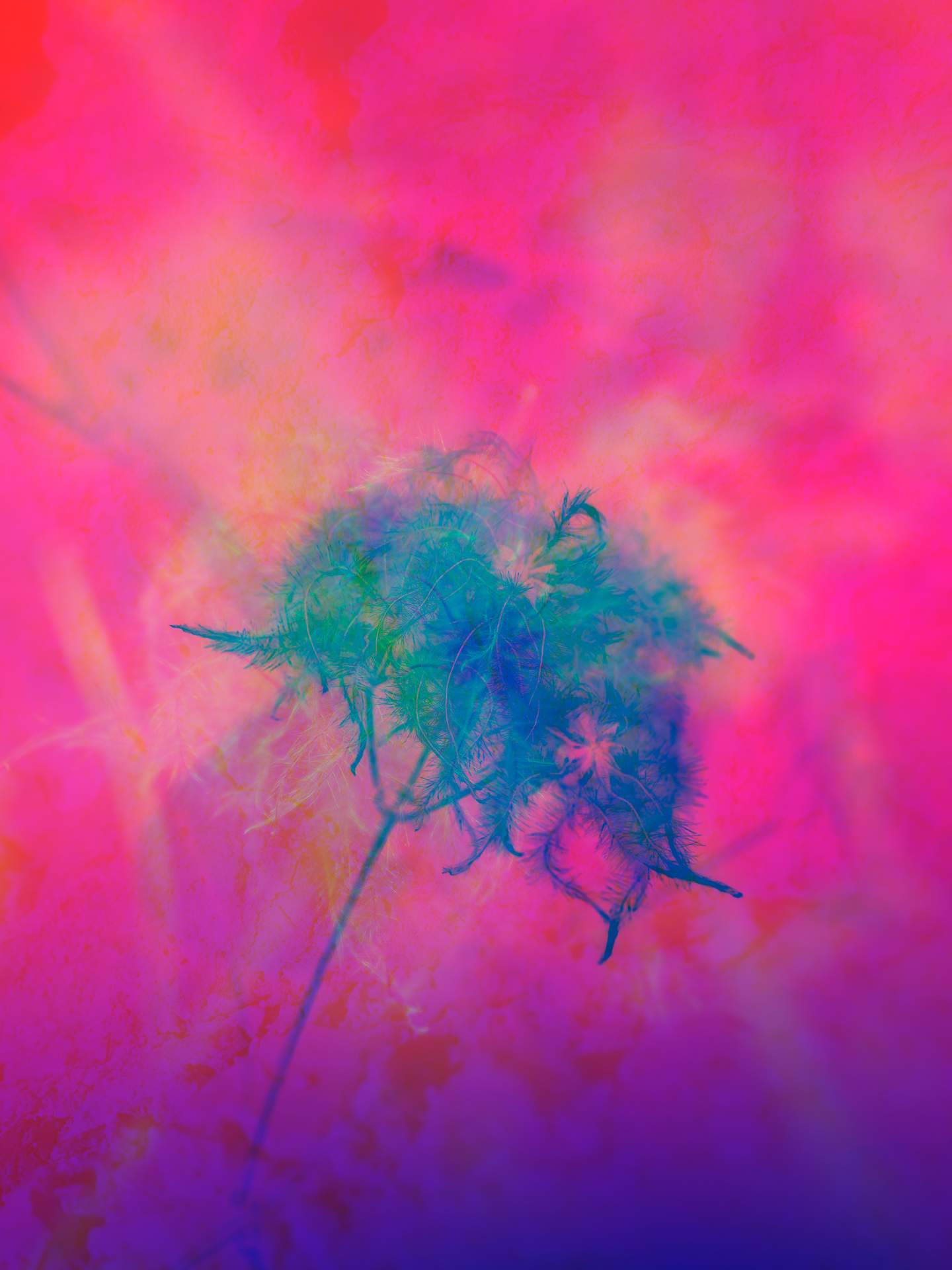 A digital collage consisting of multiple layers of photographs in an array of hyper-realistic colours. An inverted image of a flower can be seen in the centre, and behind this is the faint image of a natural landscape, covered in a thick colourful mist.