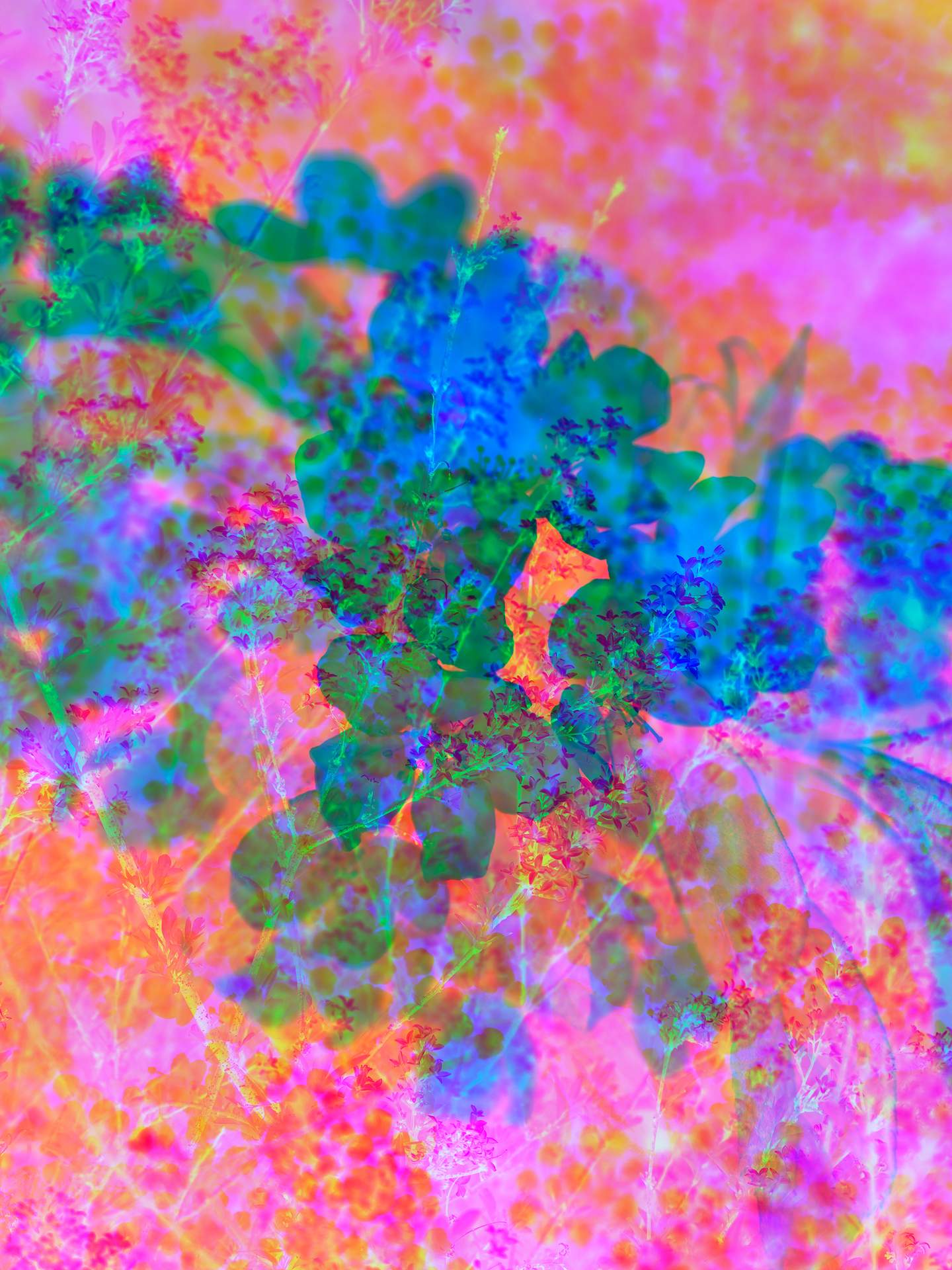 A collage of photographs in an array of hyper-realistic colours. A close-up photograph of flowers can be seen in the foreground, and behind this is a photograph of a field of flowers and plants.