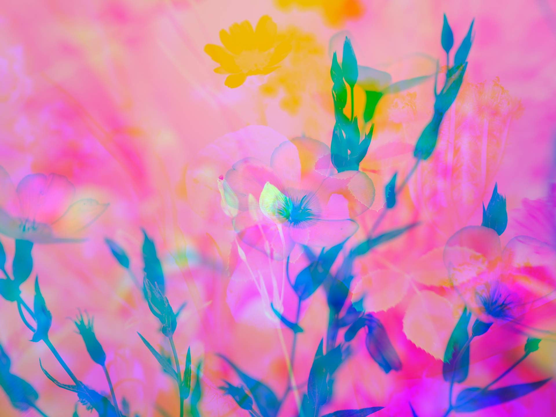 A digital collage, consisting of layers of photographic images of wild flowers and plants in an array of hyper-realistic colours. The scene is dominated by the colour of pink, with touches of yellow and blue.