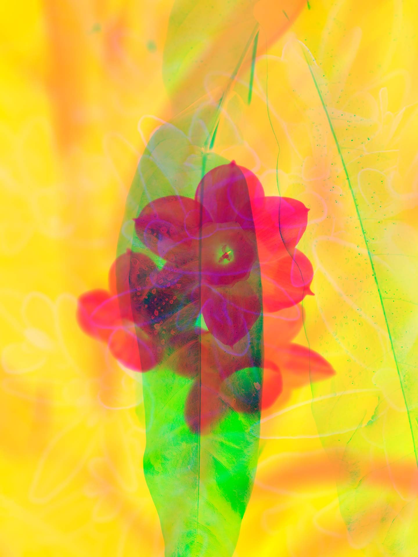 A digital collage, consisting of layers of photographic images in an array of hyper-realistic colours. Various photographs of flowers and plants can be seen colliding with each other. The dominating colours are yellow, red and green.