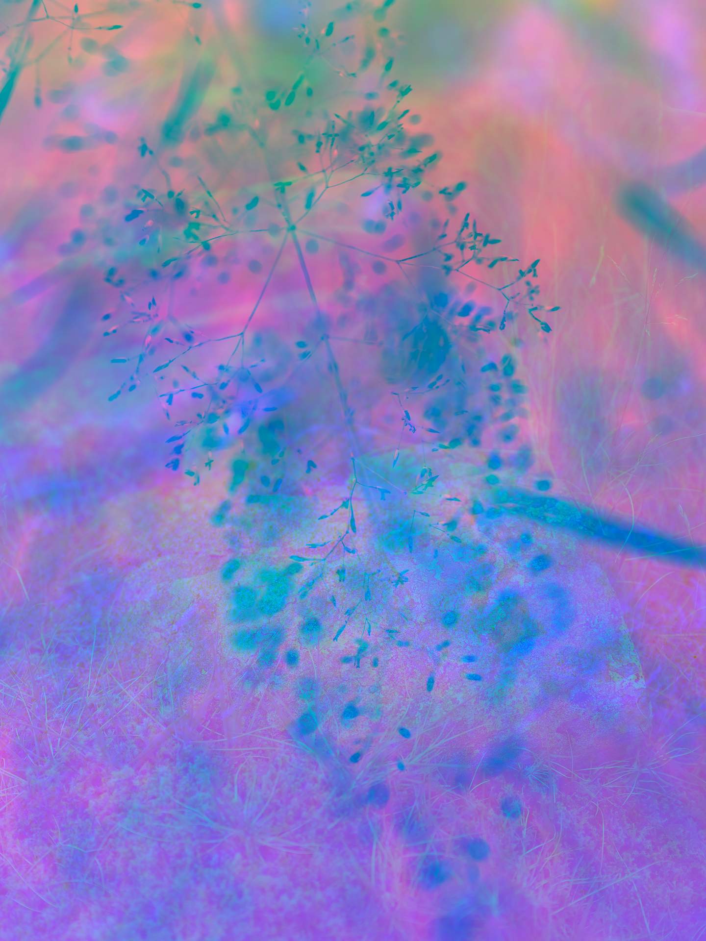 A collage of photographs in an array of hyper-realistic colours. A close-up photograph of flowers can be seen in the foreground, and behind this is a photograph of a grassy landscape with stones leading off into the distance.