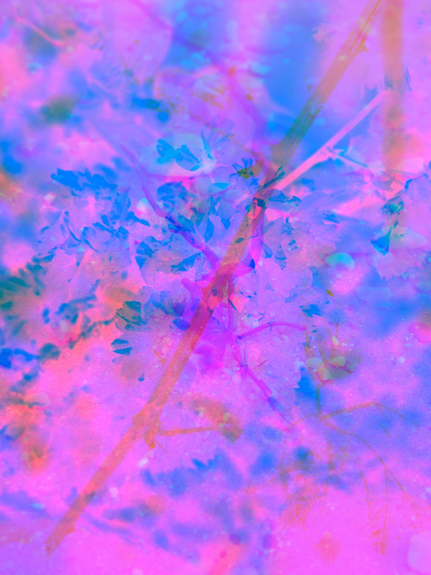 A digital collage, consisting of layers of photographic images in an array of hyper-realistic colours. The inverted image of a cherry blossom can be seen against a blurry, abstracted image of a landscape. Running diagonally through these images is the image of a thorny plant stem.