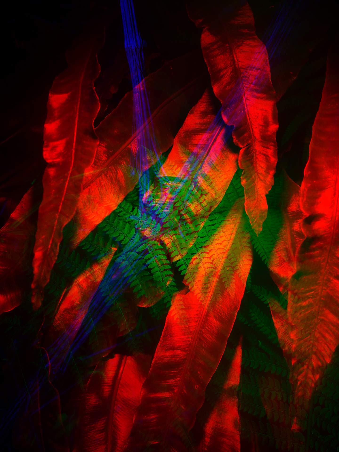A digital collage, consisting of layers of photographic images in an array of hyper-realistic colours. The image of a fern can be seen at the centre, and behind this is another image of a different type of plant. The plants appear to be have been photographed with a flash, as they are surrounded by darkness.