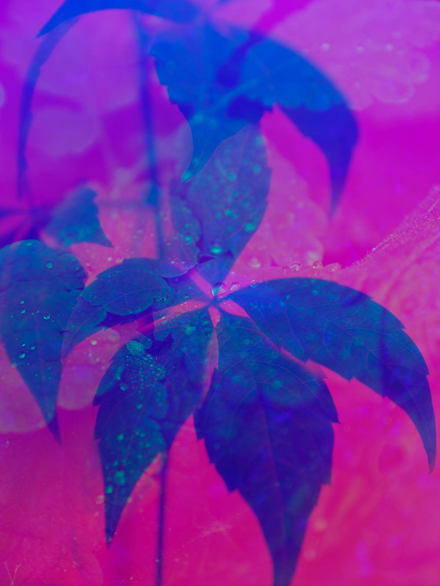 A collage of photographs in an array of hyper-realistic colours. A close-up photograph of autumn leaves can be seen in the foreground, and behind this is an image of leaves covered in rain drops.