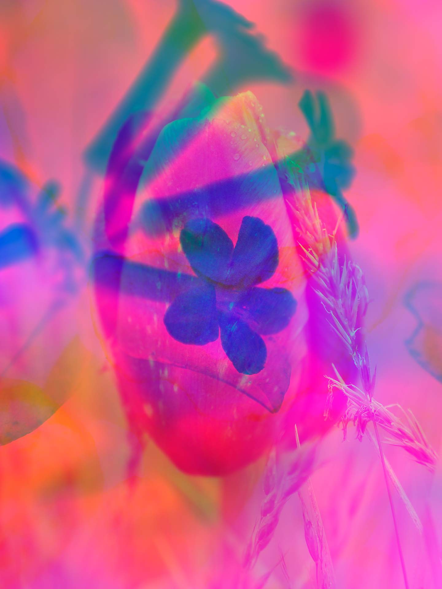 A digital collage, consisting of layers of photographic images of flowers and plants in an array of hyper-realistic colours. The scene is dominated by pink and blue colours.
