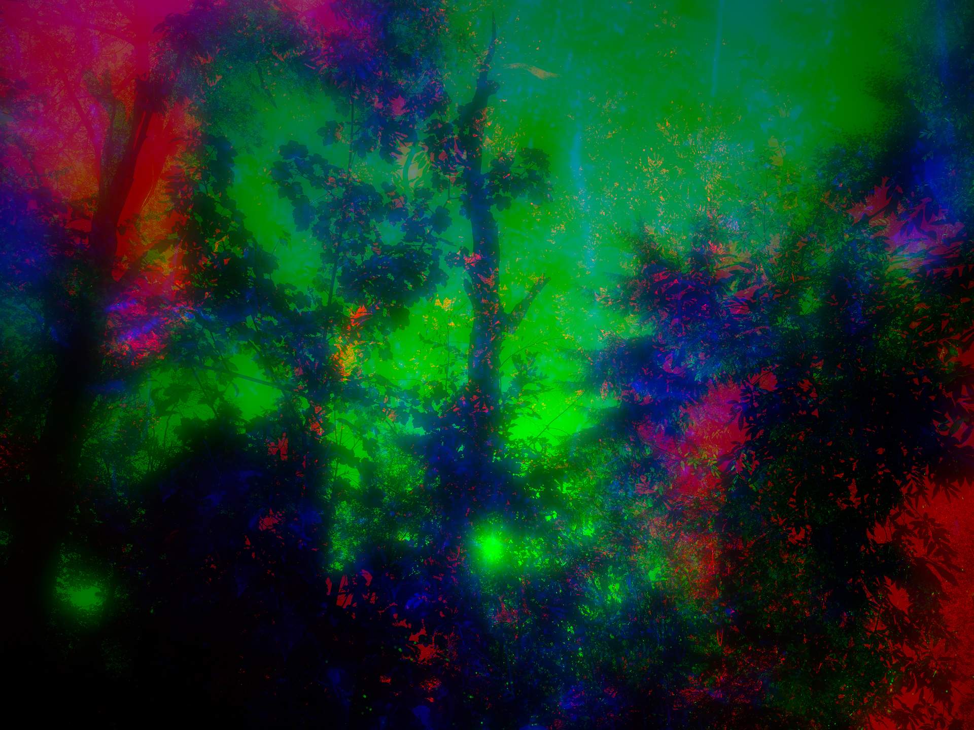 Layers of photographs of trees can be seen in an array of hyper-realistic colours.