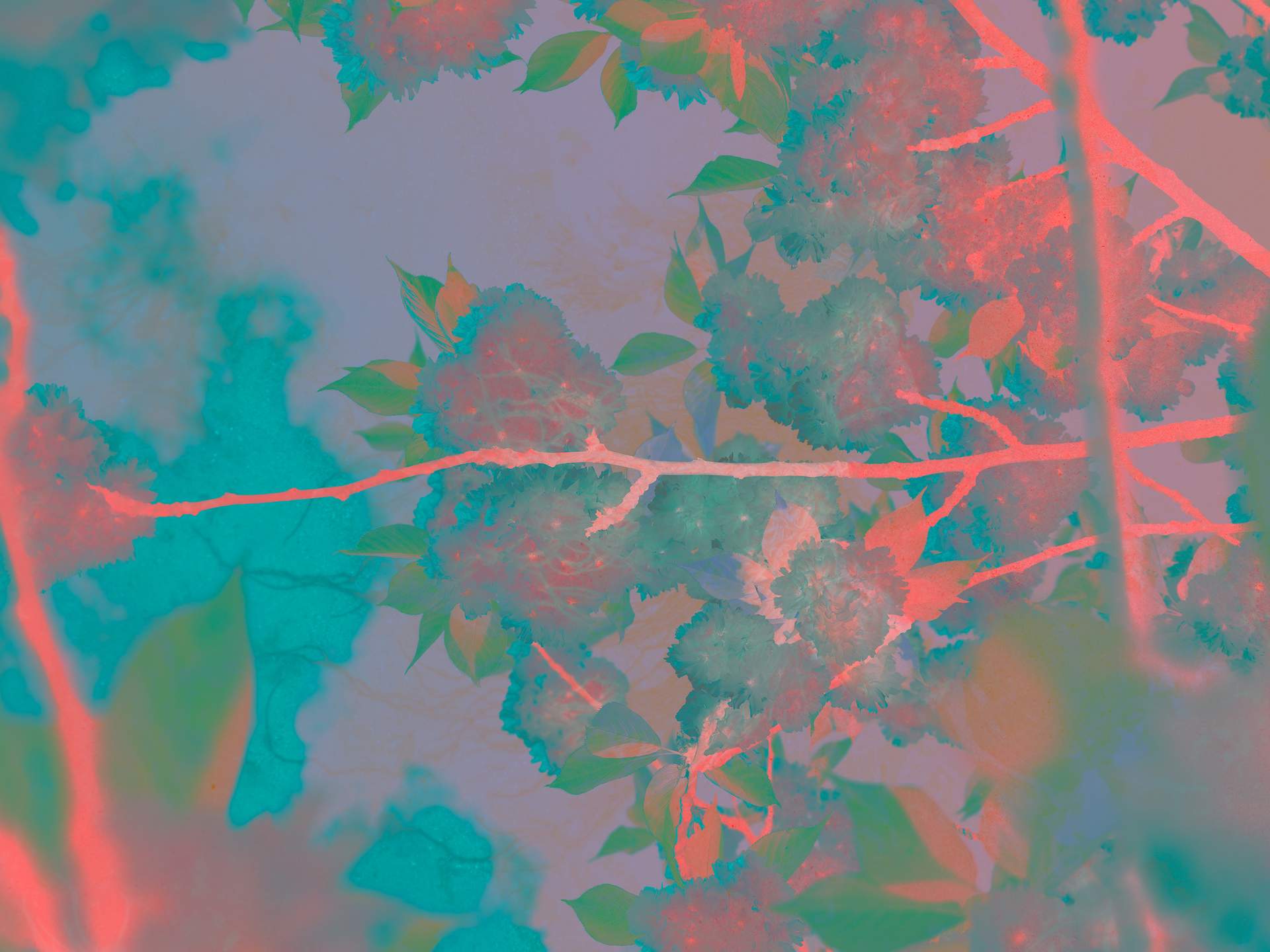 A digital collage, consisting of layers of photographic images in an array of hyper-realistic colours. The inverted image of a cherry blossom tree can be seen, and it appears that we are looking up at it, as we can see the sky in the background.