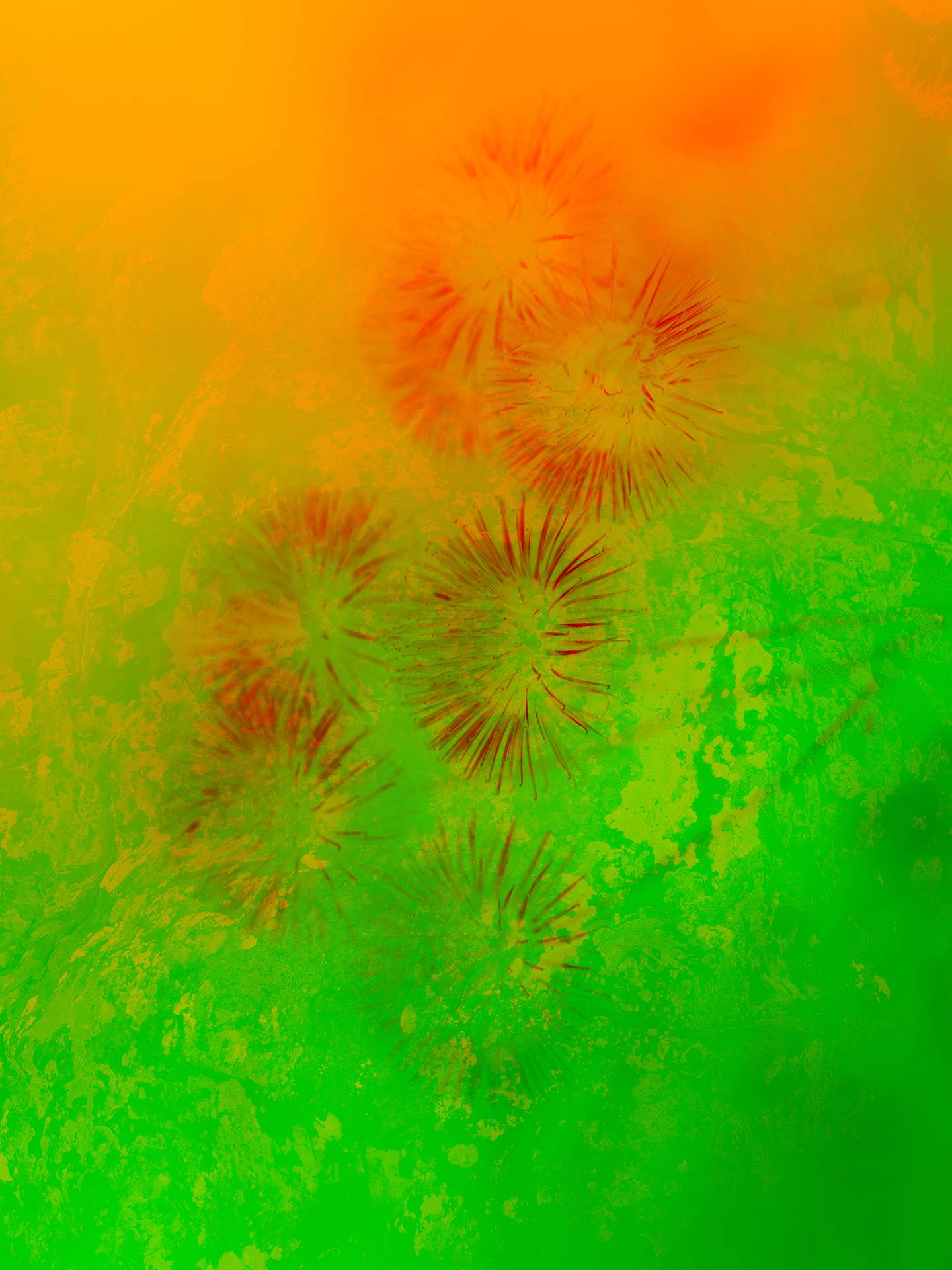 A collage of photographs in an array of hyper-realistic colours. A close-up photograph of flowers can be seen in the foreground, and behind this is the foggy image of rocks on a grassy landscape. 