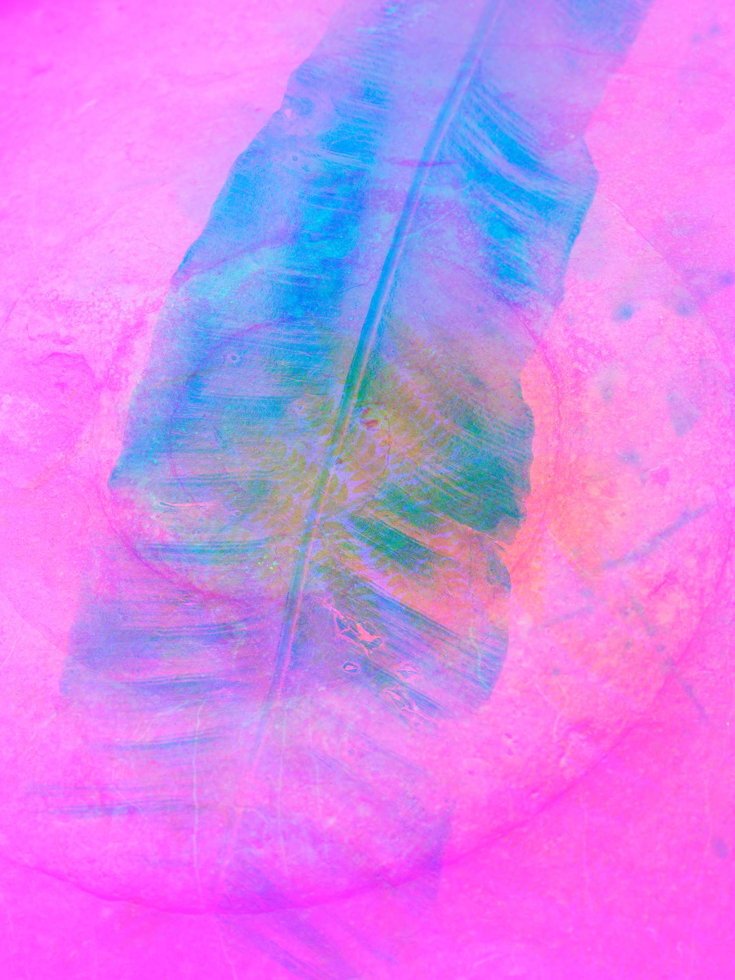 A digital collage, consisting of layers of photographic images in an array of hyper-realistic colours. The image of a palm leaf can be seen on top of the faint image of a fossilised ammonite upon a rock face.
