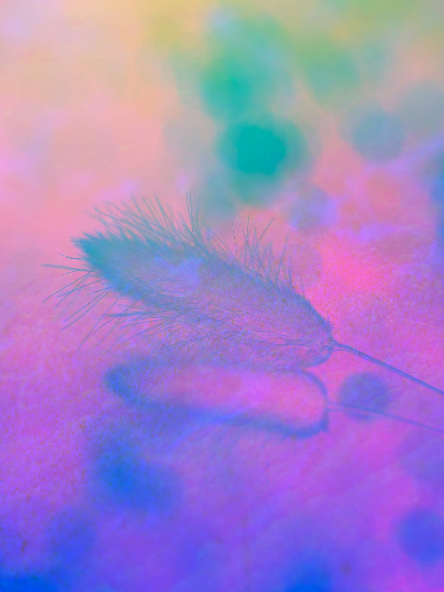A digital collage consisting of multiple layers of photographs in an array of hyper-realistic colours. A single flower can be seen in the centre of the image, resting on a reflective surface. Behind this is an obscured image of a coastal landscape. The image appears dreamy and ethereal.