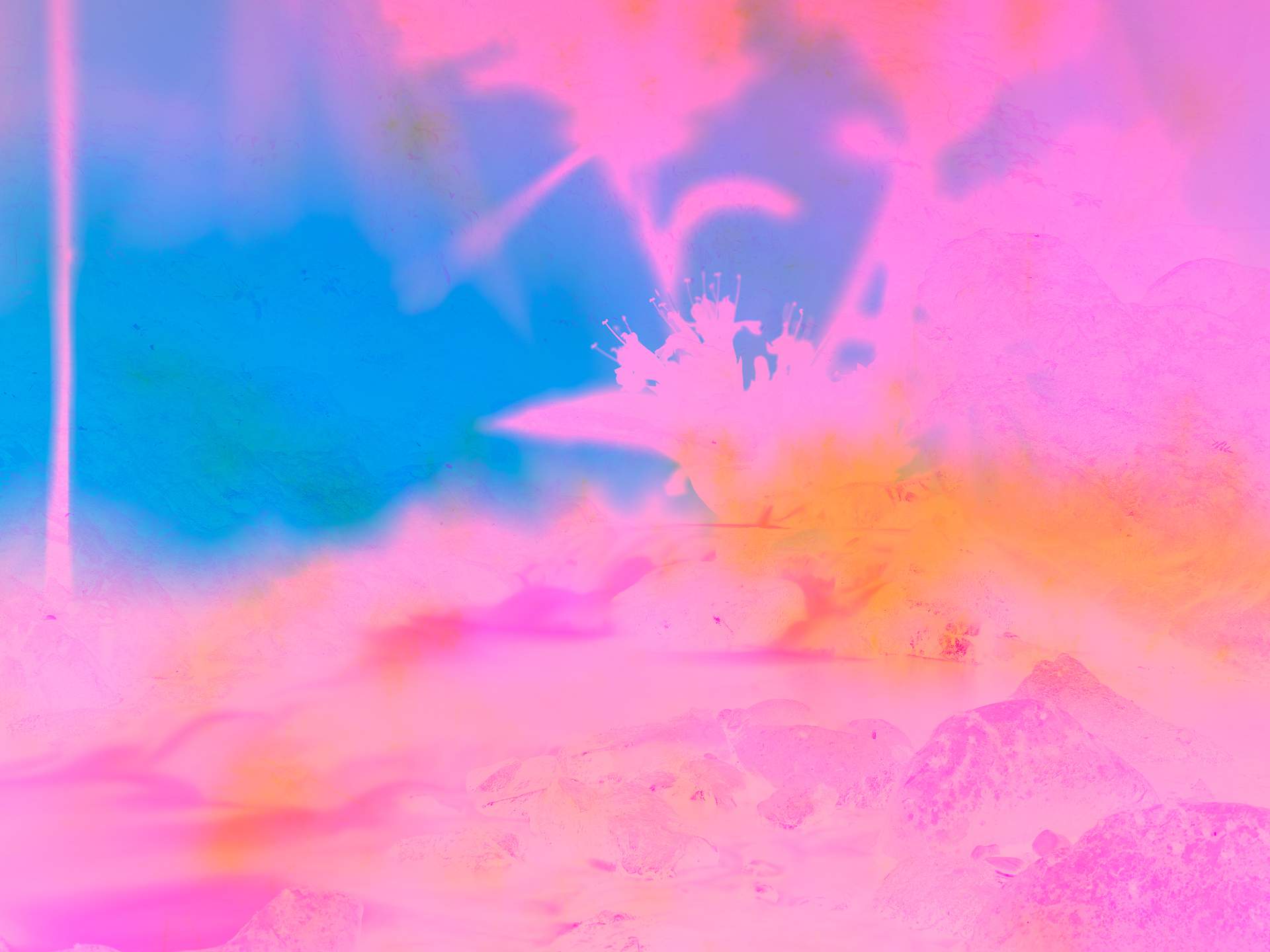 A digital collage, consisting of layers of photographic images in an array of hyper-realistic colours. The silhouette of a flowering plant can be seen on top of a small rocky stream.