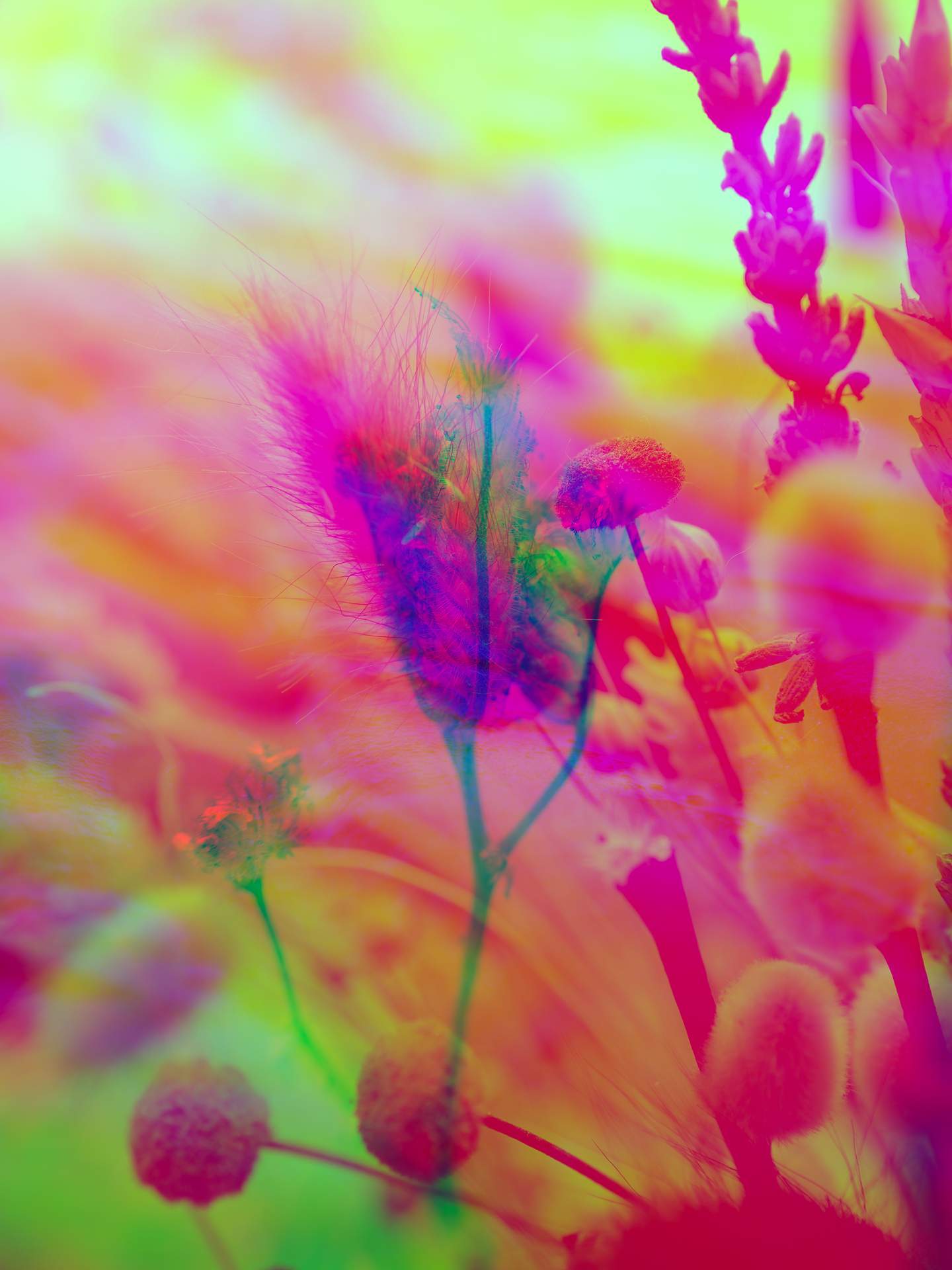 A collage of photographs in an array of hyper-realistic colours. Layers of photographs of flowers and plants can be seen, in an array of purple, green and red colours.