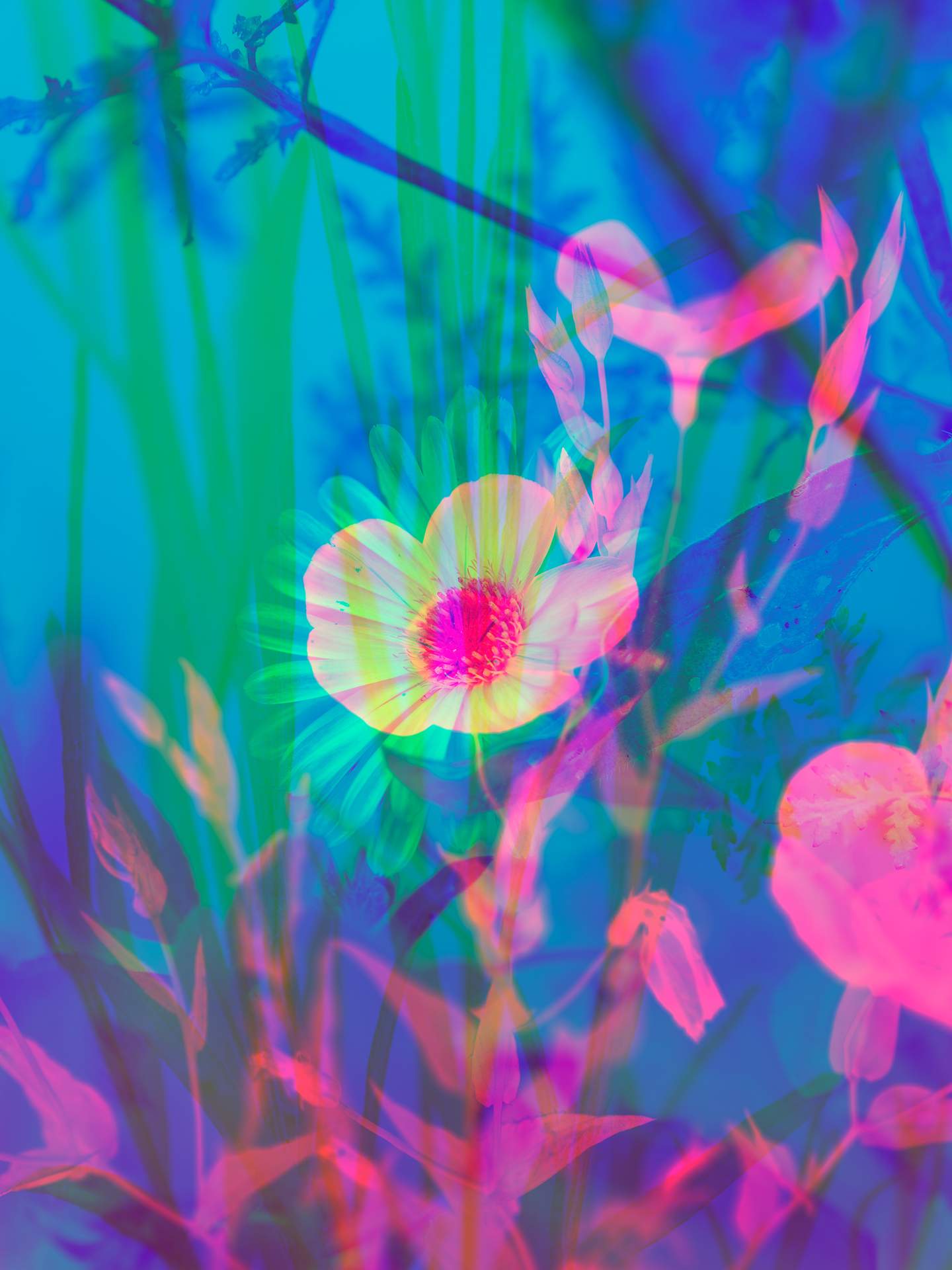 A digital collage, consisting of layers of photographic images of wild flowers and plants in an array of hyper-realistic colours. The scene is dominated by blue, pink and green colours.