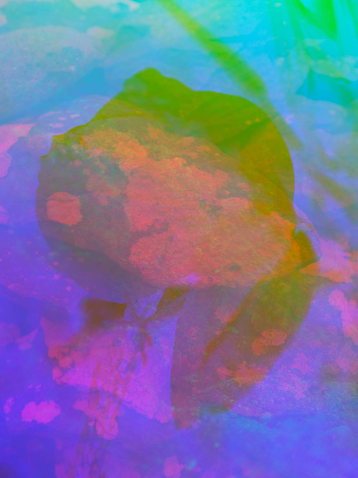 A digital collage consisting of multiple layers of photographs in an array of hyper-realistic colours. The silhouette of a large flower can be seen on top of collection of rocks, surrounded by an eerie mist.