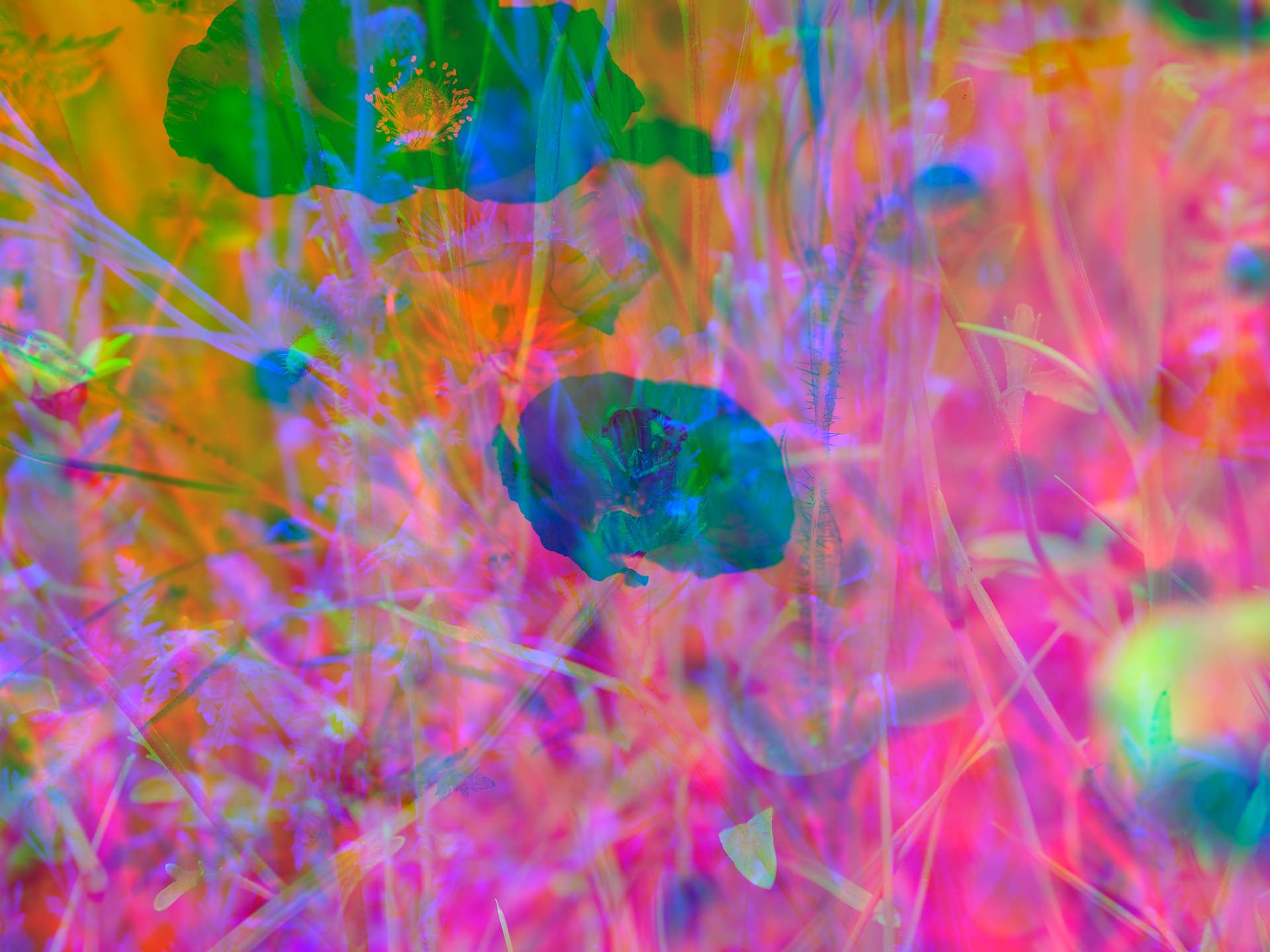 A digital collage, consisting of layers of photographic images of wild flowers and plants in an array of hyper-realistic colours. The scene is dominated by the colour of pink, with touches of yellow and blue.