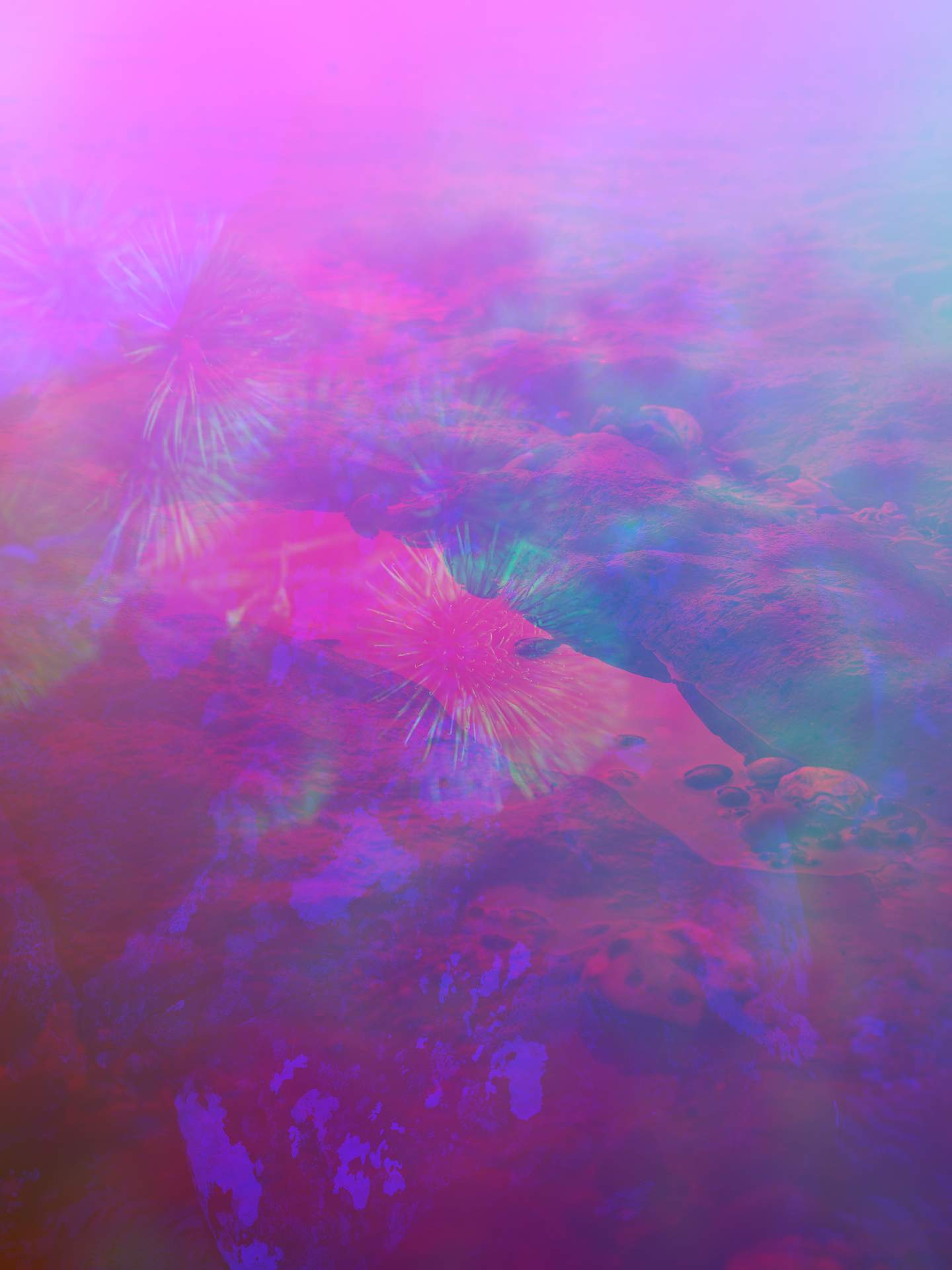 A digital collage consisting of multiple layers of photographs in an array of hyper-realistic colours. A flower, looking to be at the end of its life, can be seen faintly in the centre. Behind this is an image of a foggy rock pool by the sea.