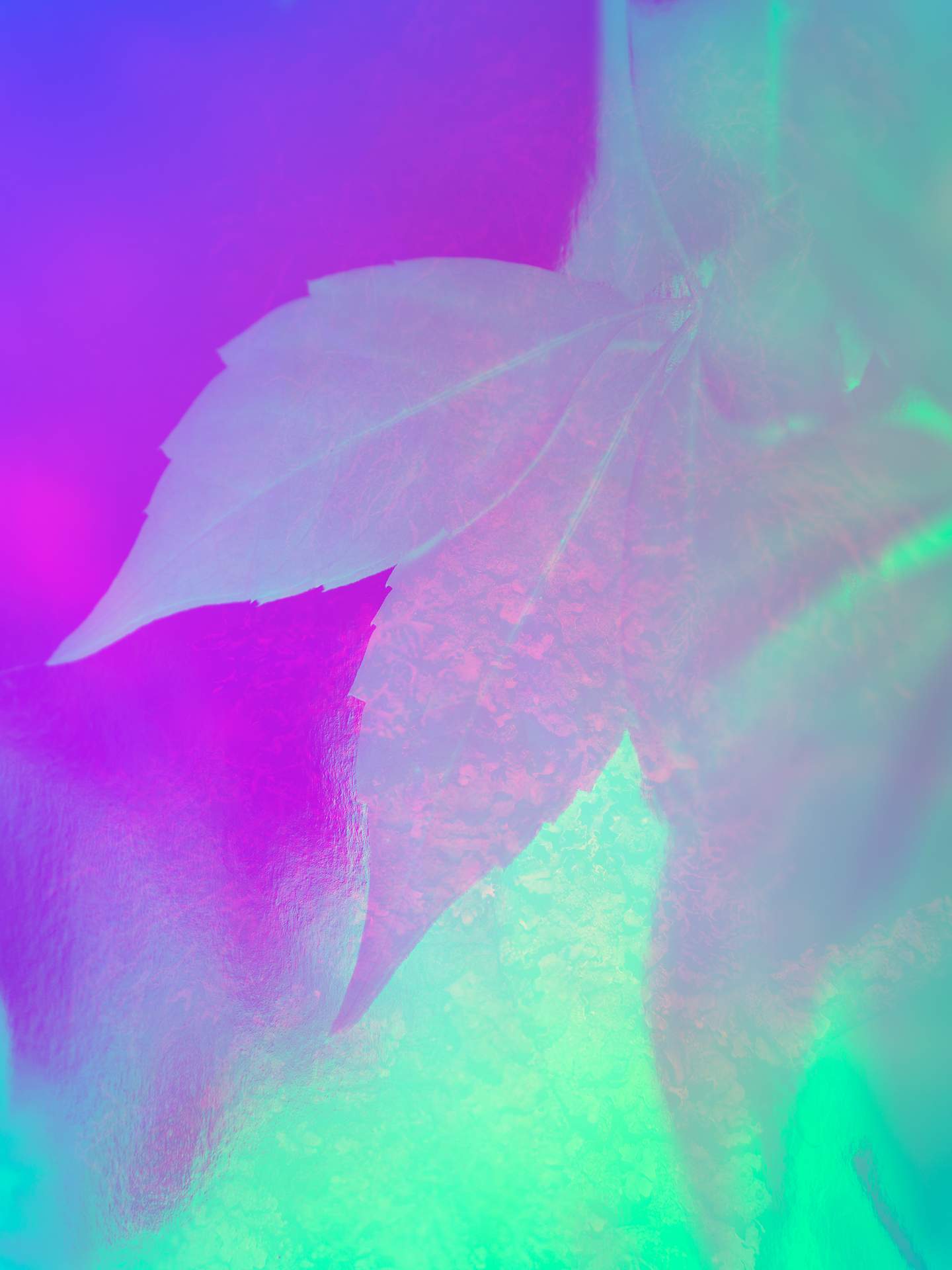 A collage of photographs in an array of hyper-realistic colours. In the foreground is a photograph of autumn leaves, and behind this is the faint photograph of the surface of a tree.