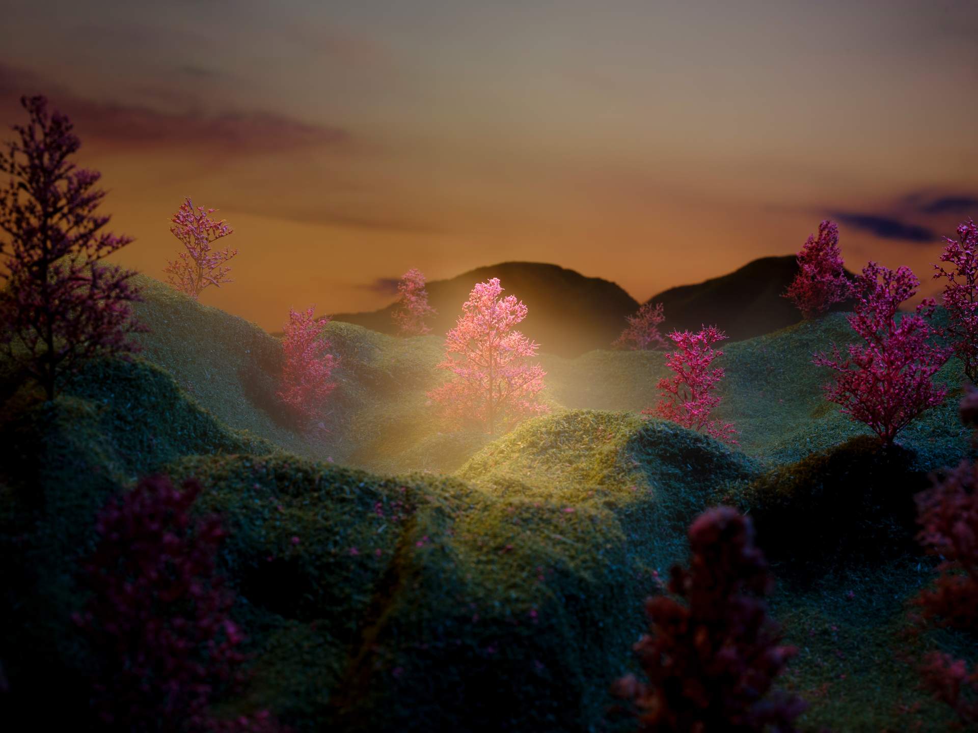 A grassy landscape covered in cherry blossom trees can be seen. The focus of the photograph is the tree in the centre, which appears illuminated by a soft yellow glow and surrounded by a thin mist. The silhouettes of mountains can be seen in the distance, against a warm dawn sky.