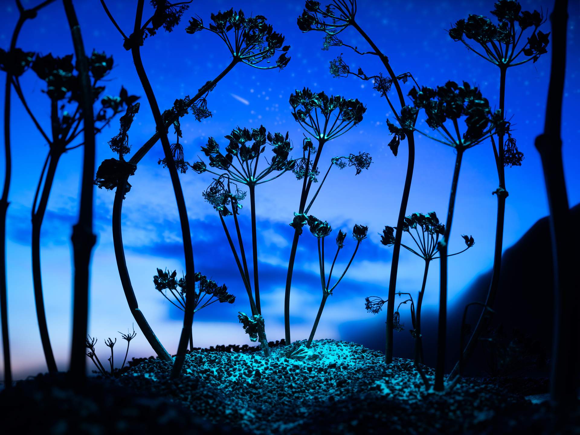 The silhouette of summer flowers can be seen against a blue evening sky. Stars can be seen above, as well as a faint meteorite shooting across the expanse of night. At the base of the flowers are luminous blue particles, which cover the small dark rocks on the ground.