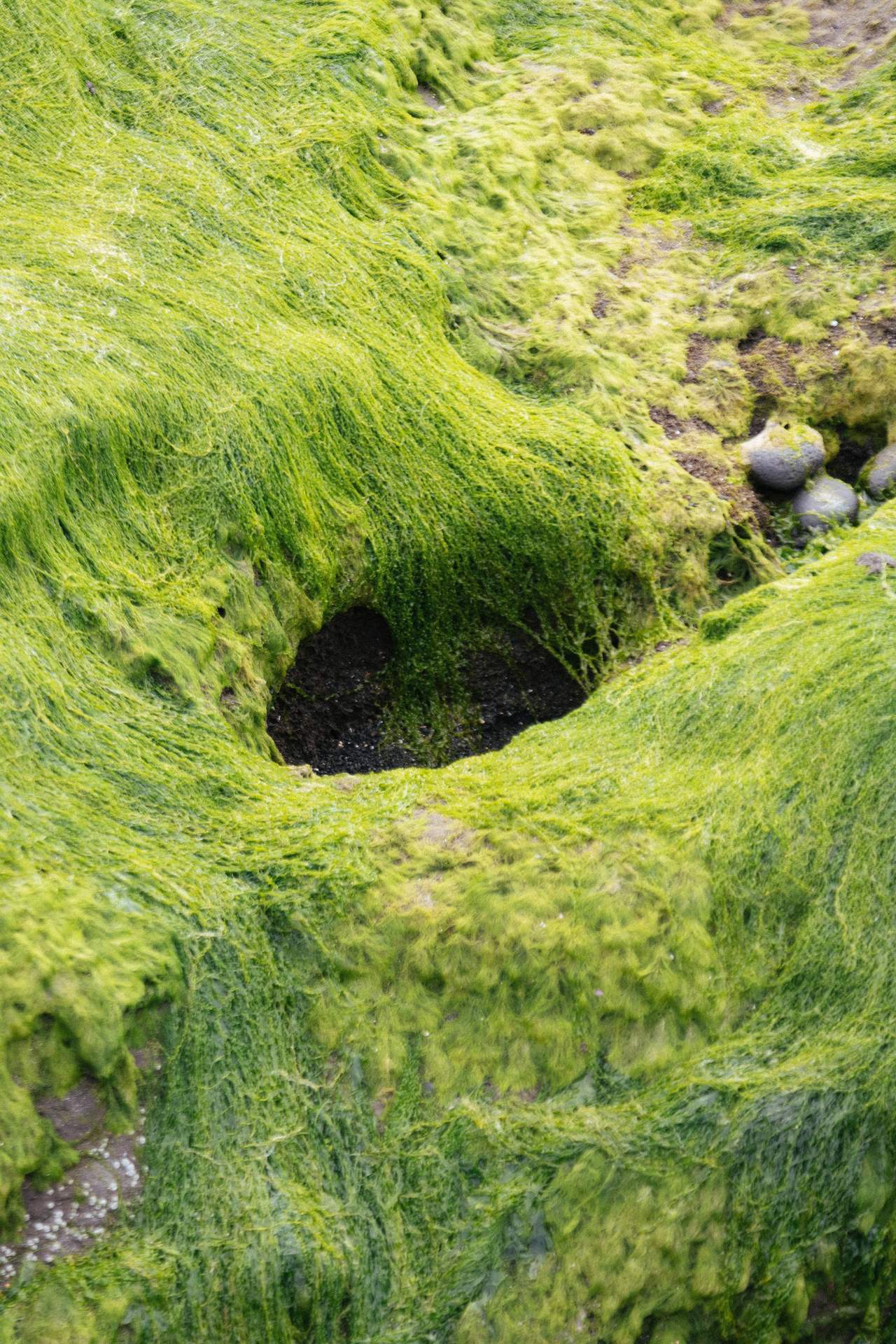 HABITAT