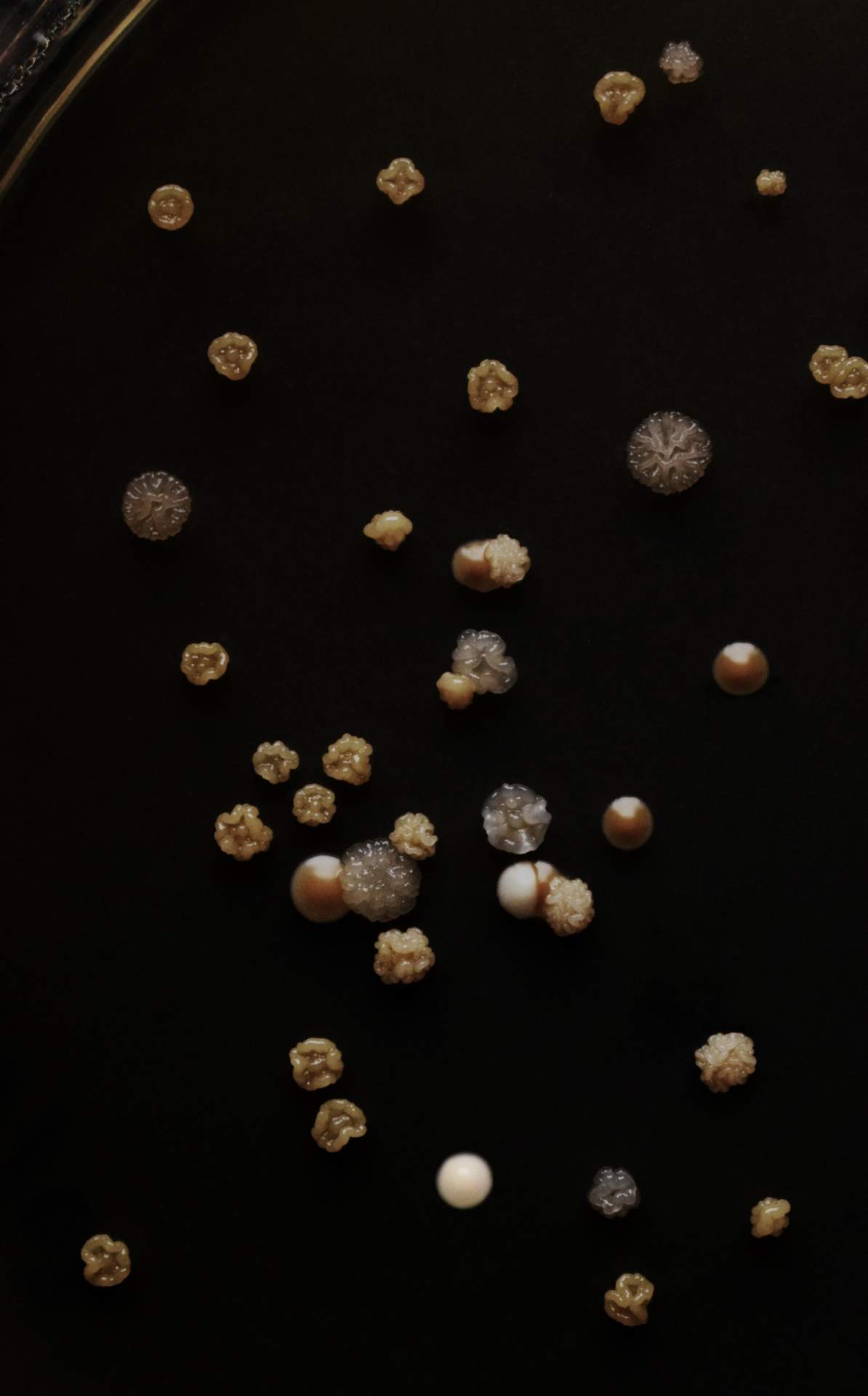  SCOBY Microbial Morphologies