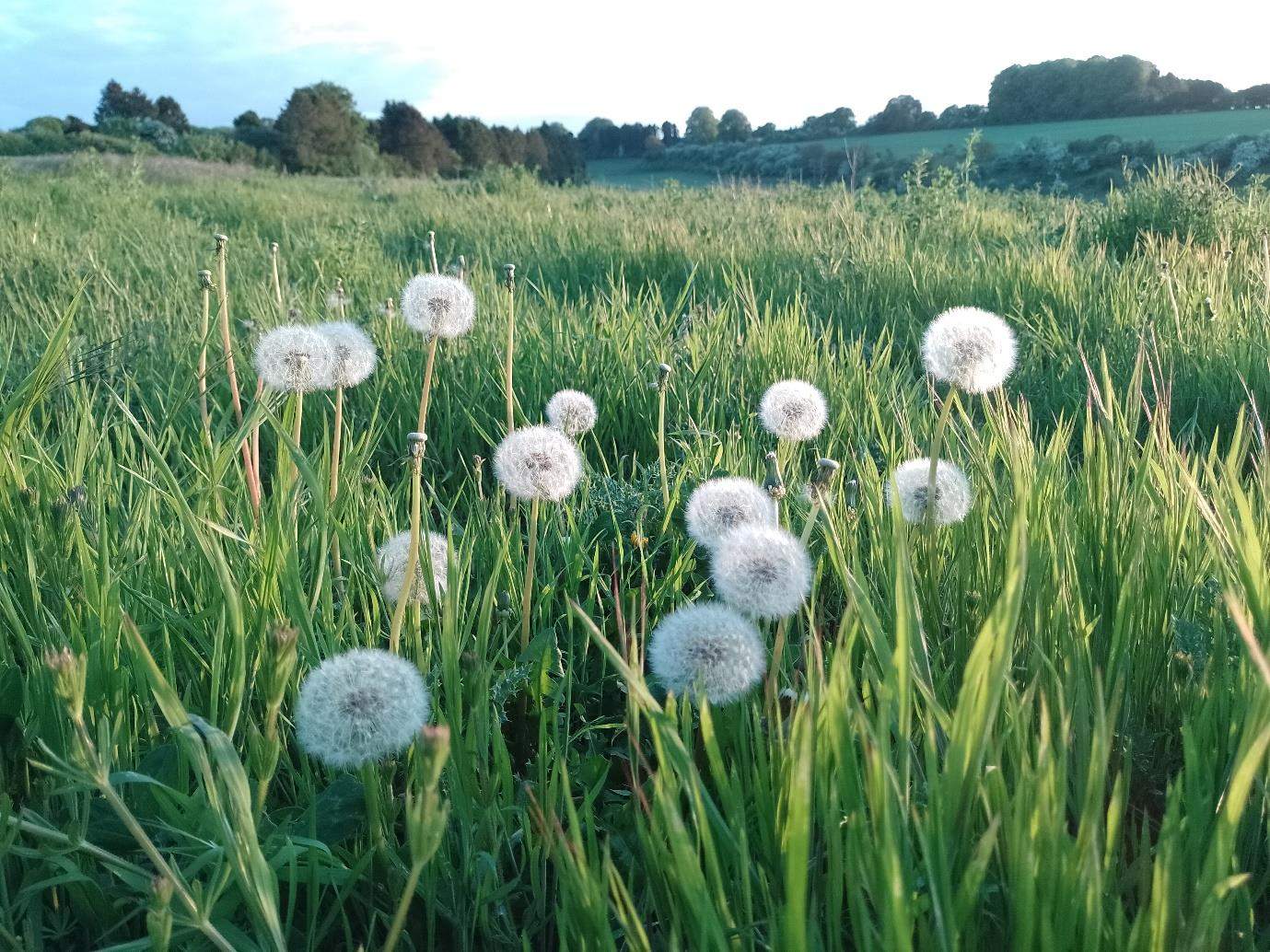 Dandelion Time